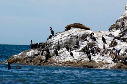 Image: 2024-04/aves-en-isla-san-jorge-1024x683.jpg